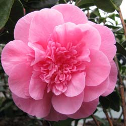 Camélia du Japon 'Debbie' / Camellia japonica Debbie